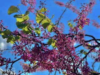 La stagione della rinascita: la primavera e i suoi colori